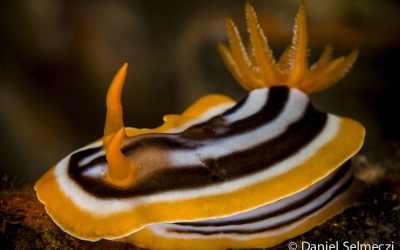 Egypt underwater nudibranch