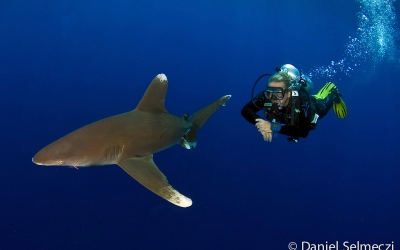 Scuba diving with sharks