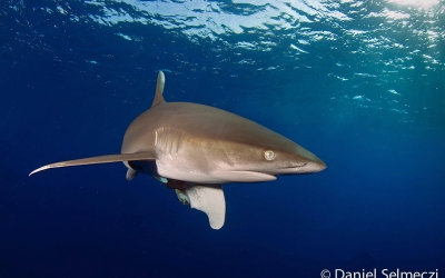 Egypt underwater shark