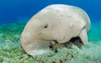 diving with dugong in the red sea