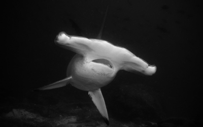 Costa Rica hammerhead shark