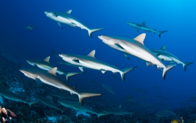 French Polynesia sharks