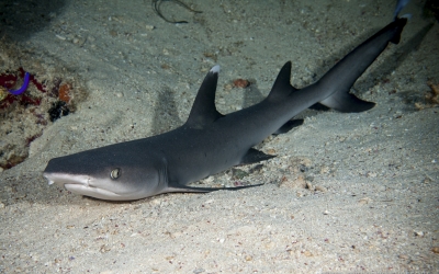 Abid Sudan shark