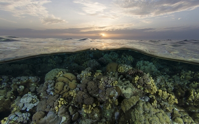 Corals in Sudan