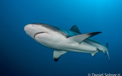 Red Sea Sudan shark