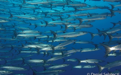 Sudan underwater barracuda