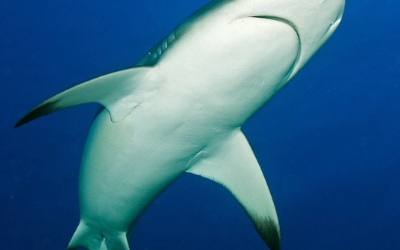 Sudan under water shark