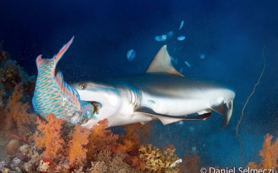 Sudan underwater shark