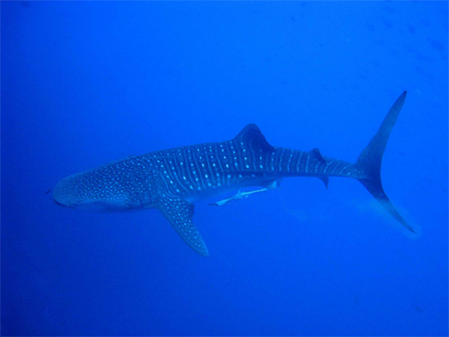 Whale shark Red Sea