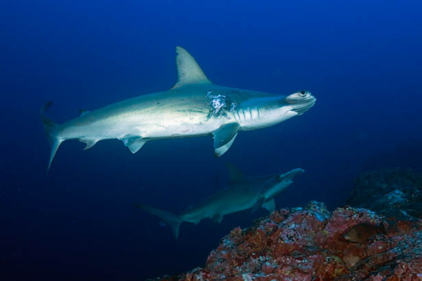Diving with hammerheads in Sudan