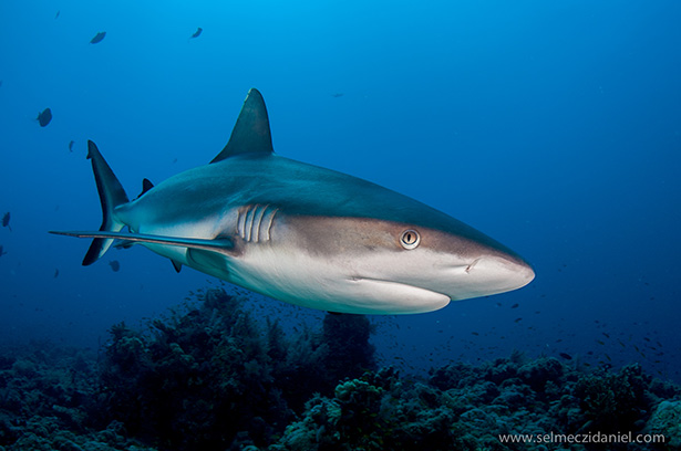 Shark in the sudanese Red Sea