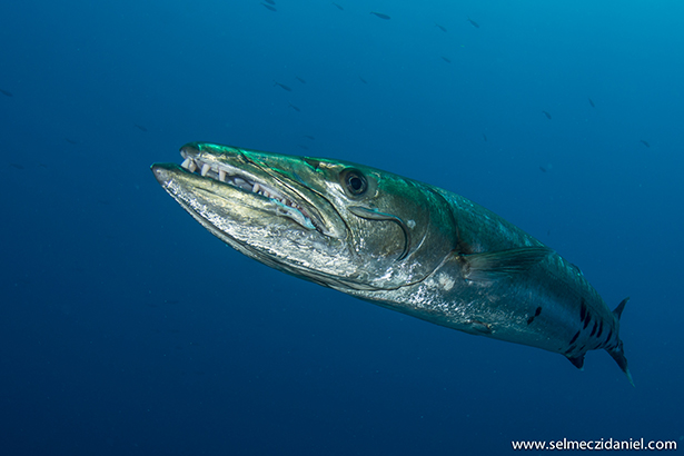 barracuda in Sudan