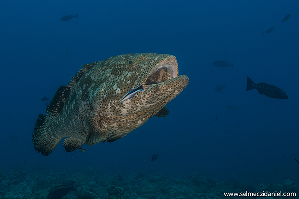 spawning season of the brown-marbled groupers