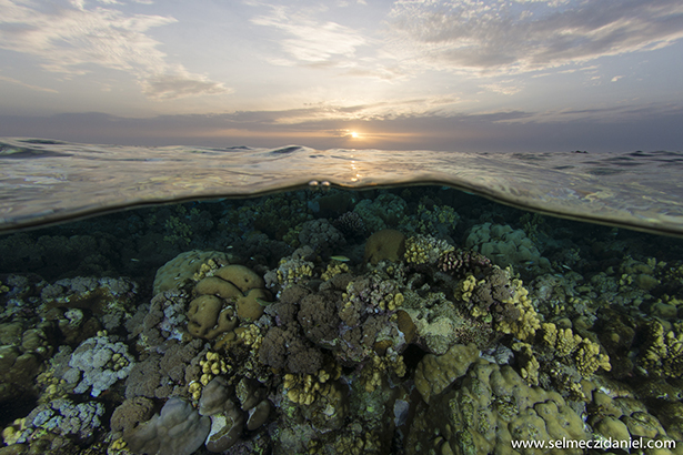 Sanganeb reef in Sudan