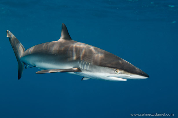 silky sharks in Sudan