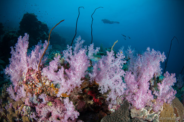 soft corals red sea sudan