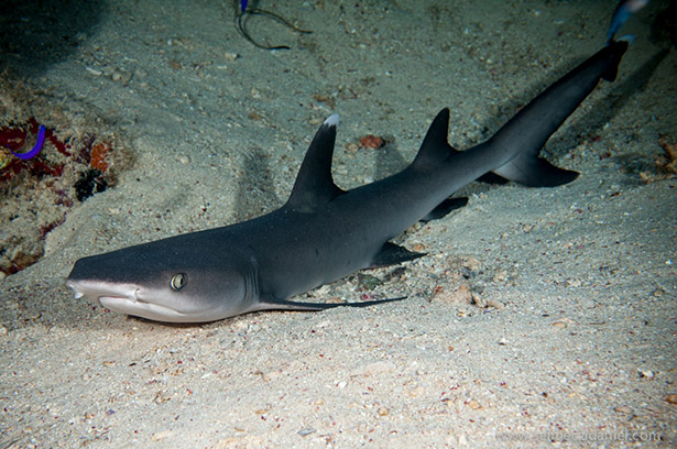 white-spotted reef sharks sudan