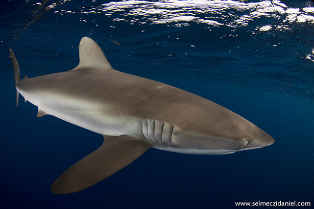Silky shark in the sudanese red sea