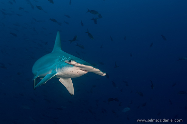 Hammerhead shark Red Sea