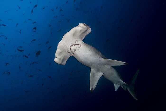 Hammerheads in Sudan