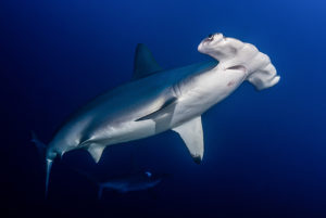 Diving with Sharks in Sudan