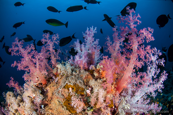 Scuba diving cruise in Sudan