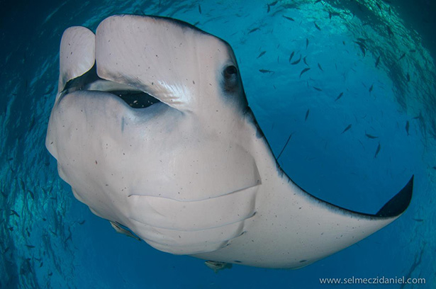 Manta in Sudan