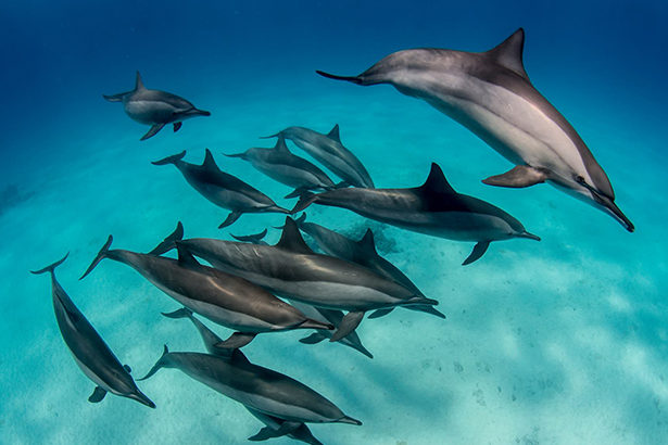 Dolphins Red Sea