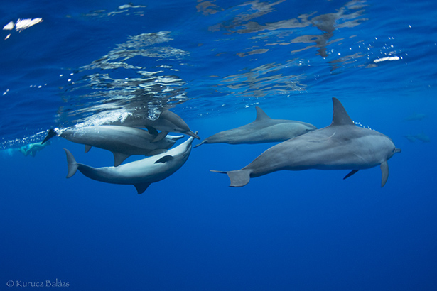 Dolphins in Egypt, Red Sea