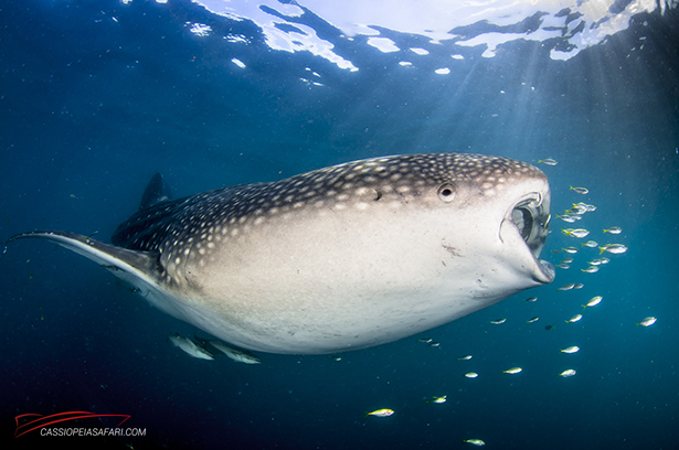 whaleshark red sea diving holiday egypt Brother's