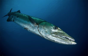 barracuda Red Sea Sudan