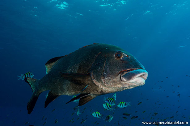 gibbus sweetlips in the Red Sea